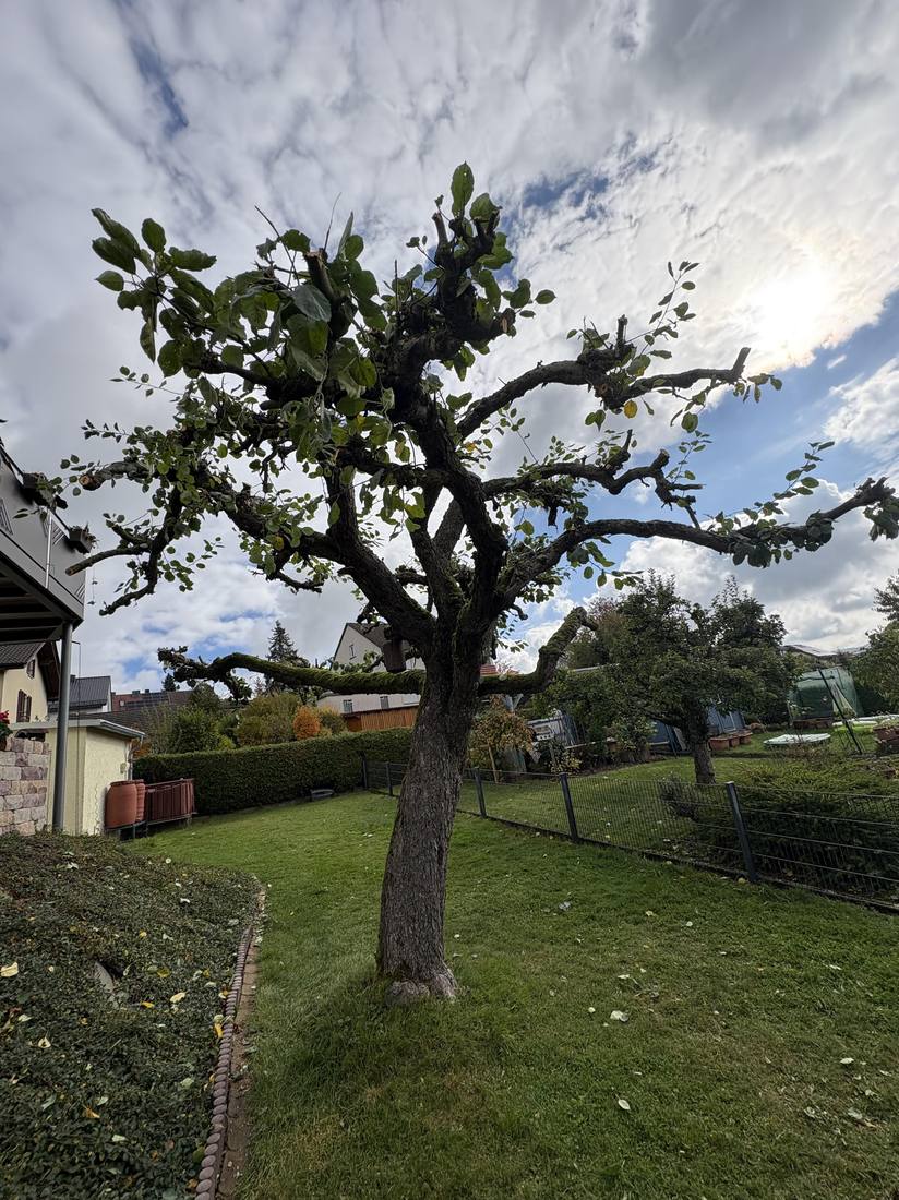 Obstbaum vor dem fachgerechten Rückschnitt